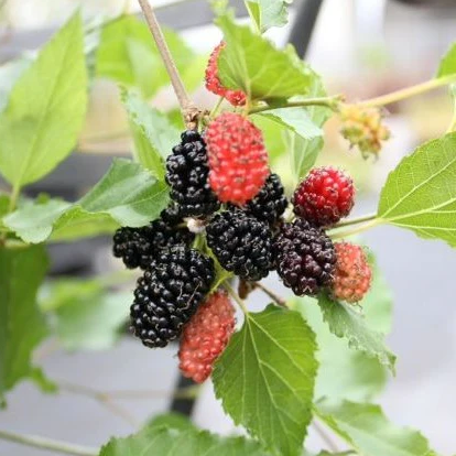 Mojo Berry Mulberry tree by Florida Plants Nursery, showing lush green foliage and developing mulberry berries.