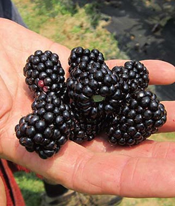 Thornless Natchez Blackberry bush from Florida Plants Nursery with lush green leaves and ripe blackberries.