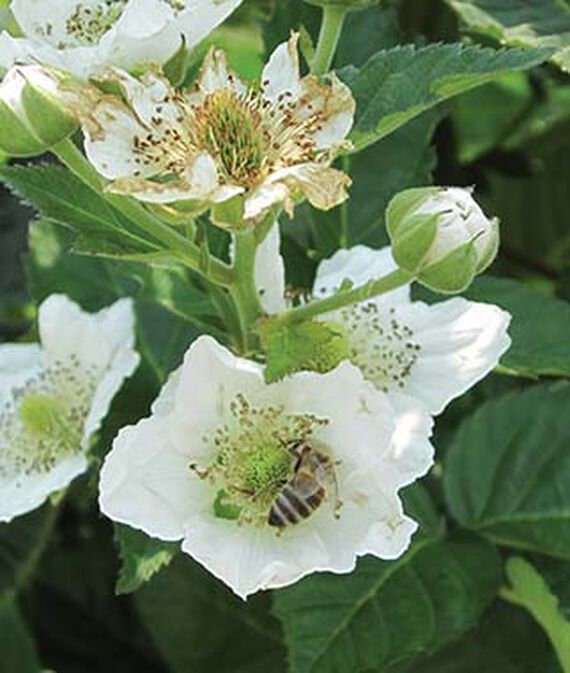 Thornless Natchez Blackberry bush from Florida Plants Nursery with lush green leaves and ripe blackberries.