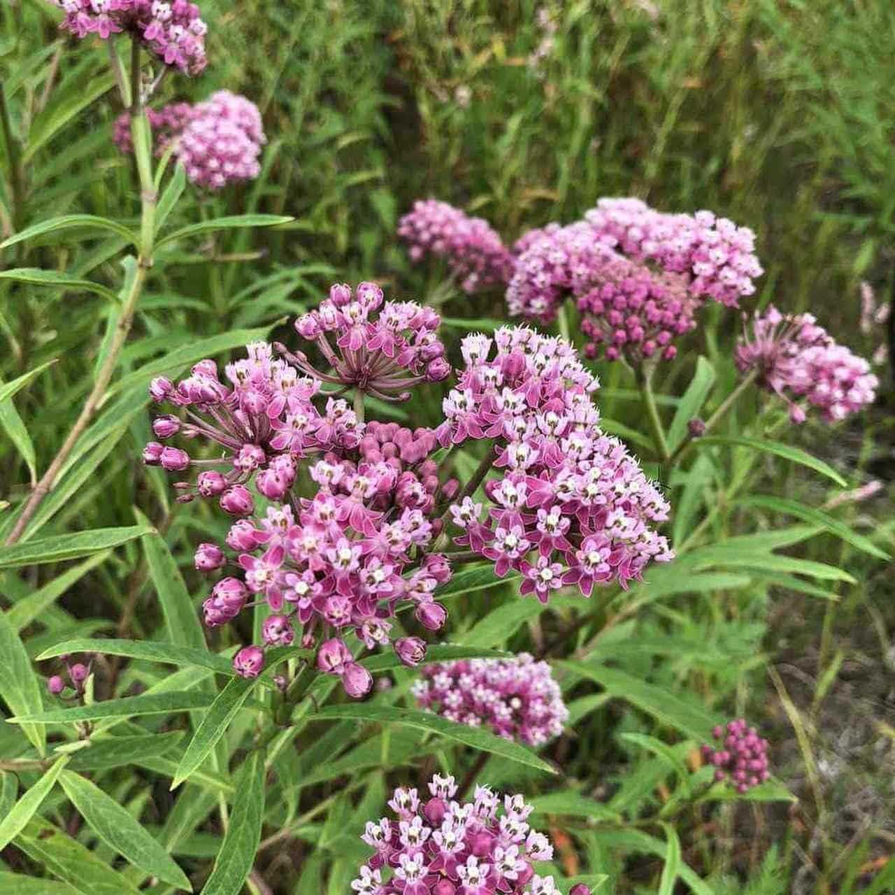 Pink Milkweed plant from Florida Plants Nursery with vibrant pink flowers and green foliage.