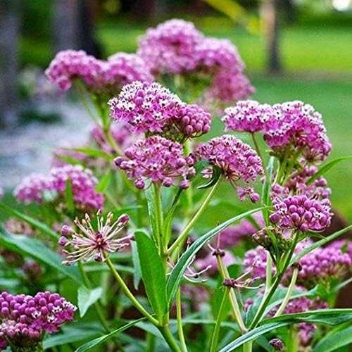 Pink Milkweed Plant from Florida Plants Nursery with vibrant pink flowers and green foliage, ideal for attracting butterflies.