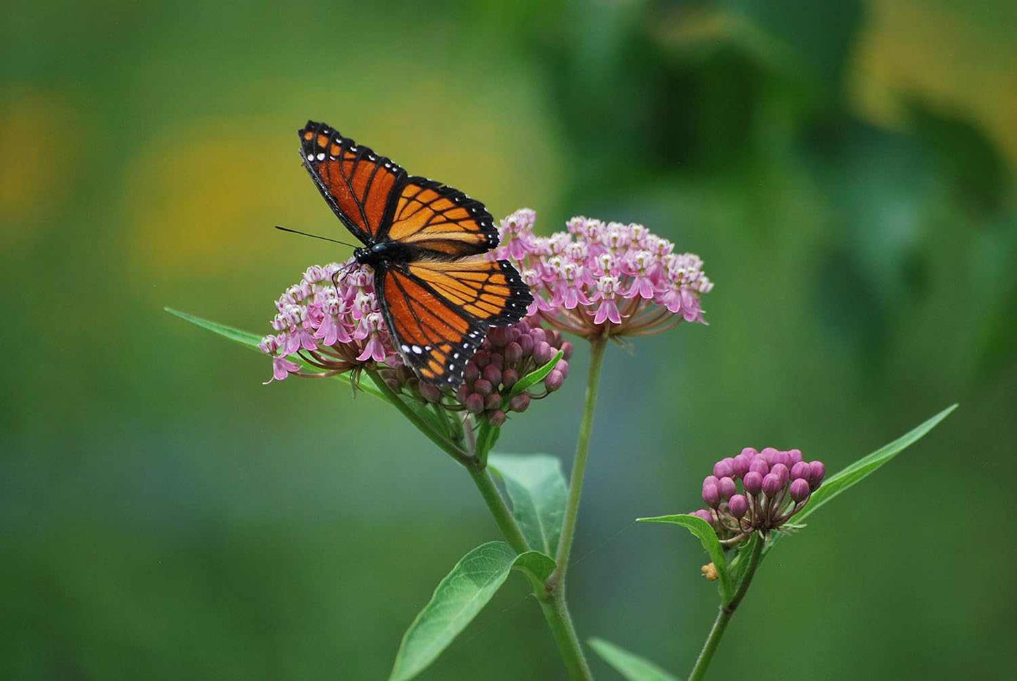 Pink Milkweed plant from Florida Plants Nursery with vibrant pink flowers and green foliage.