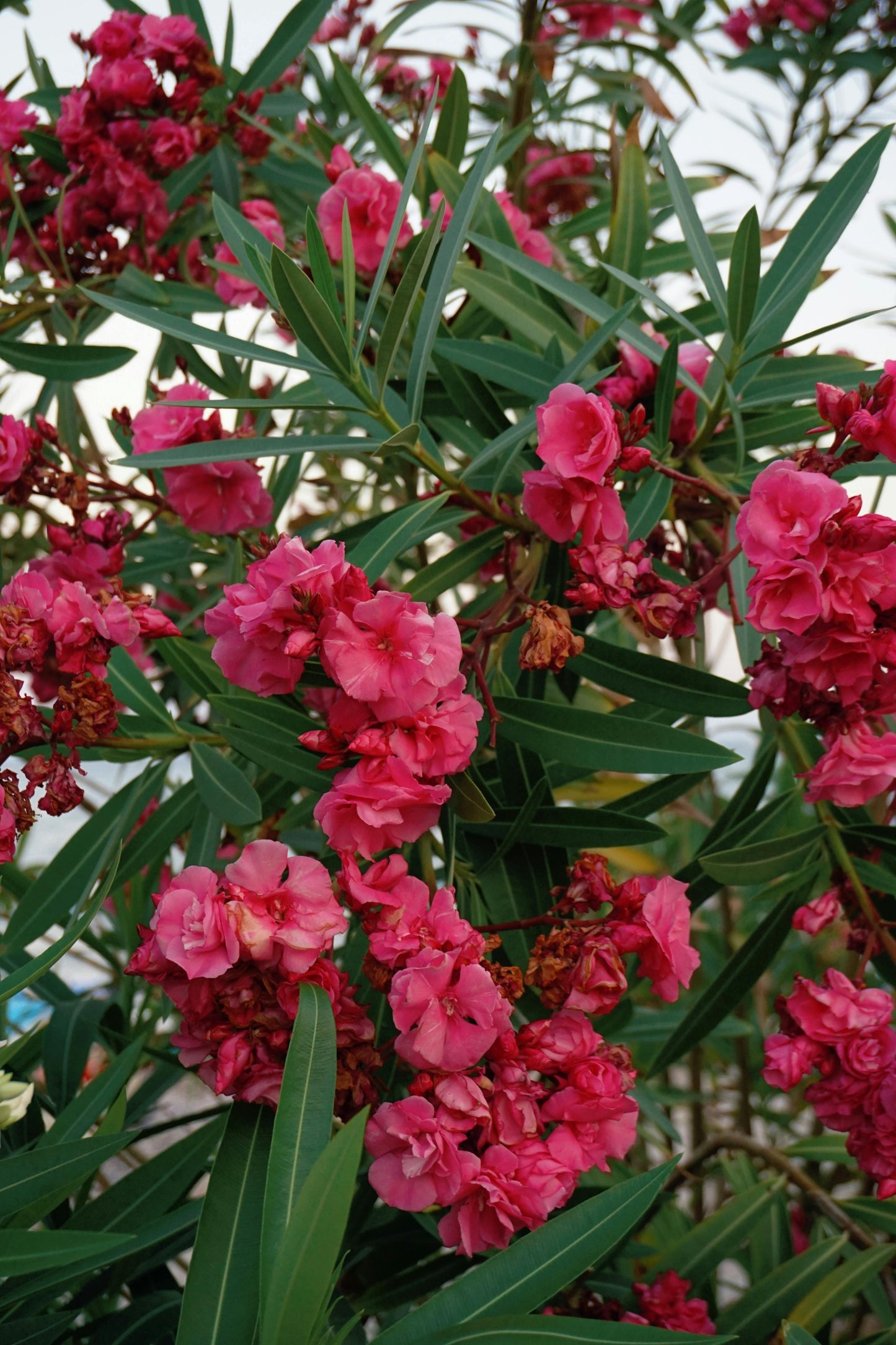 Pack of 3 live pink Oleander plants from Florida Plants Nursery, 6-8 inches tall, featuring vibrant, flowering Nerium Oleander.