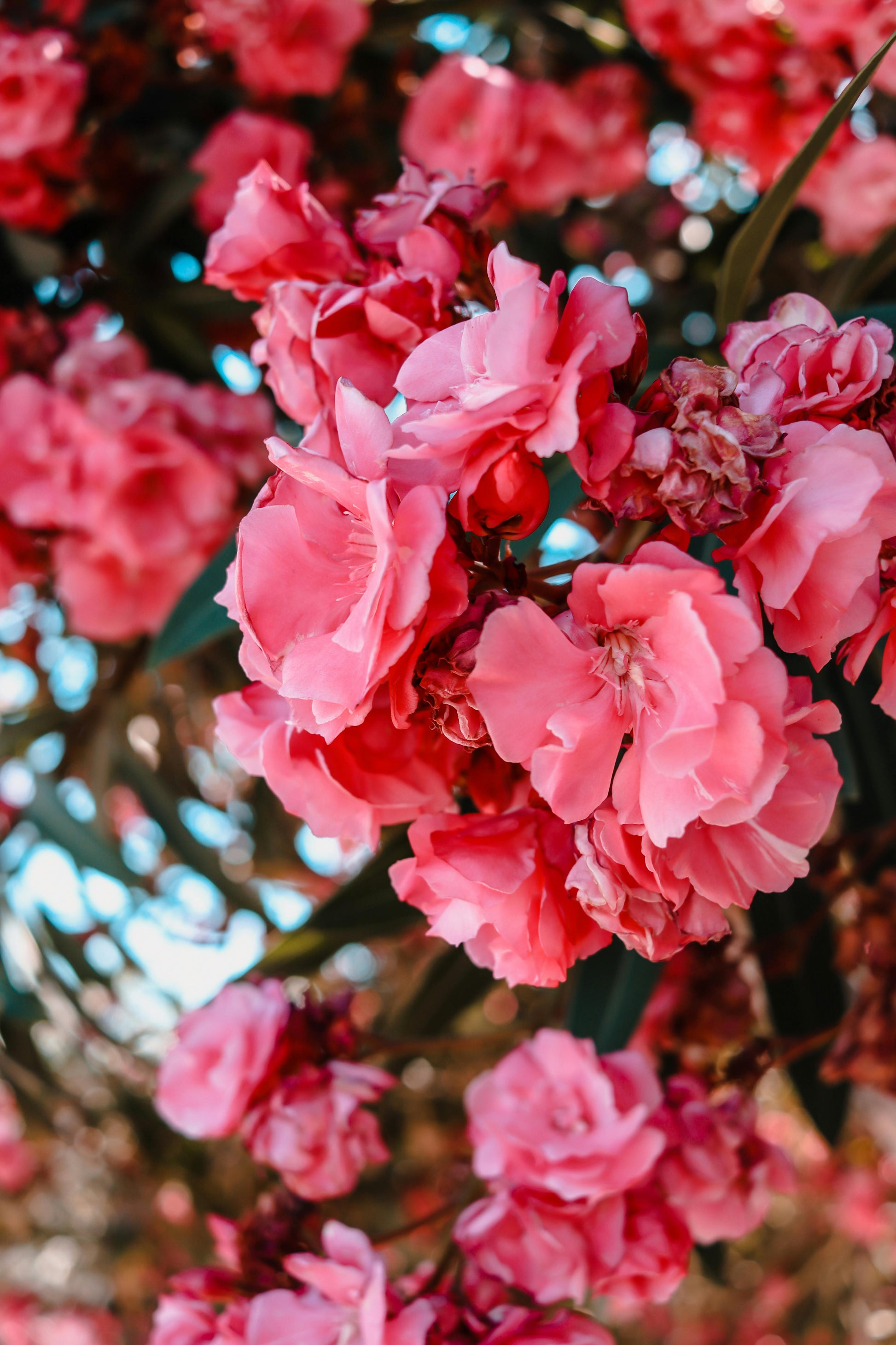 Pack of 3 pink Oleander plants, live Nerium Oleander, 6-8 inches tall, from Florida Plants Nursery.