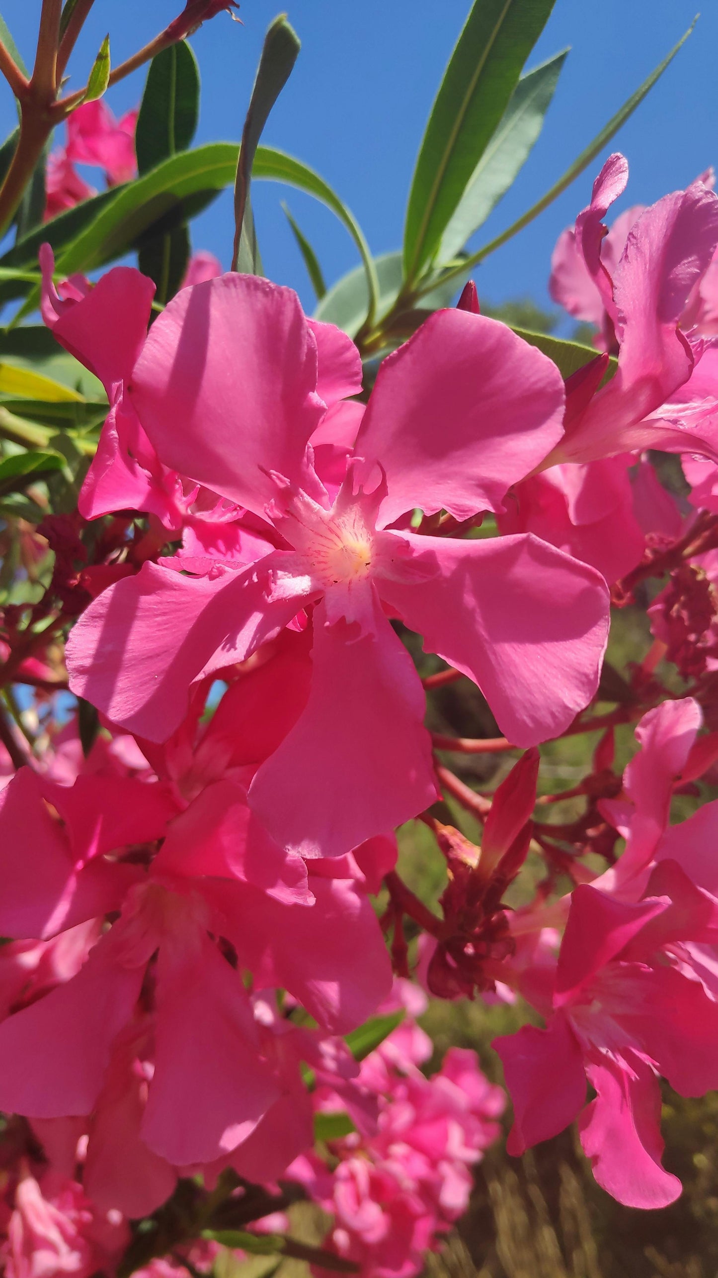Pack of 3 pink Oleander plants from Florida Plants Nursery, live Nerium Oleander, 6-8 inches tall, healthy outdoor flowering shrubs.