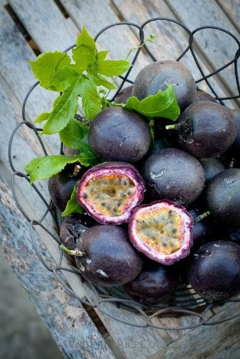 Purple Passion Fruit Tree from Florida Plants Nursery with lush green foliage and vibrant purple passion fruit hanging from the branches.