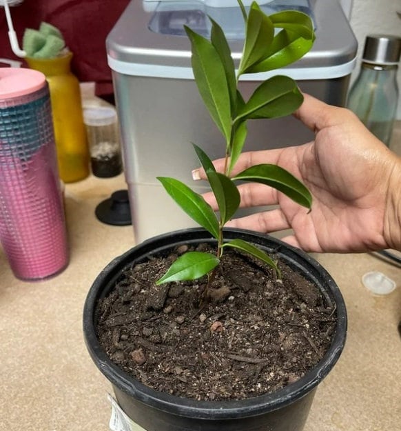 Salavatski pomegranate tree from Florida Plants Nursery with lush green foliage and developing fruit on branches.