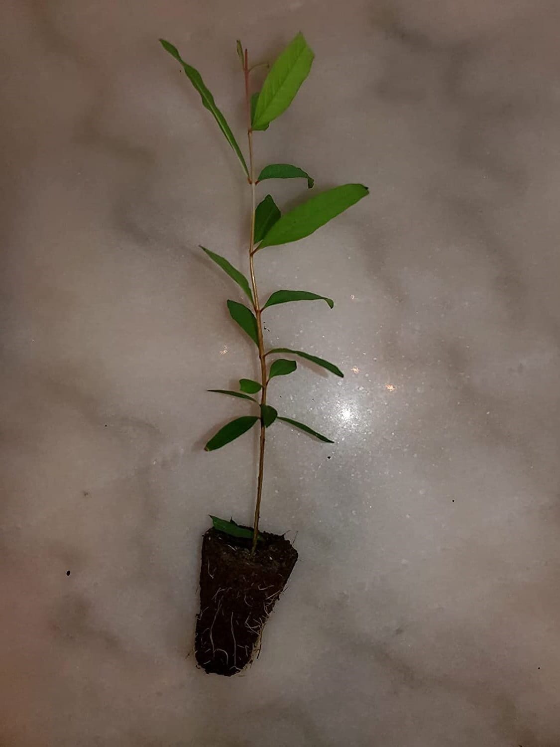 Salavatski pomegranate tree from Florida Plants Nursery with lush green foliage and developing fruit on branches.