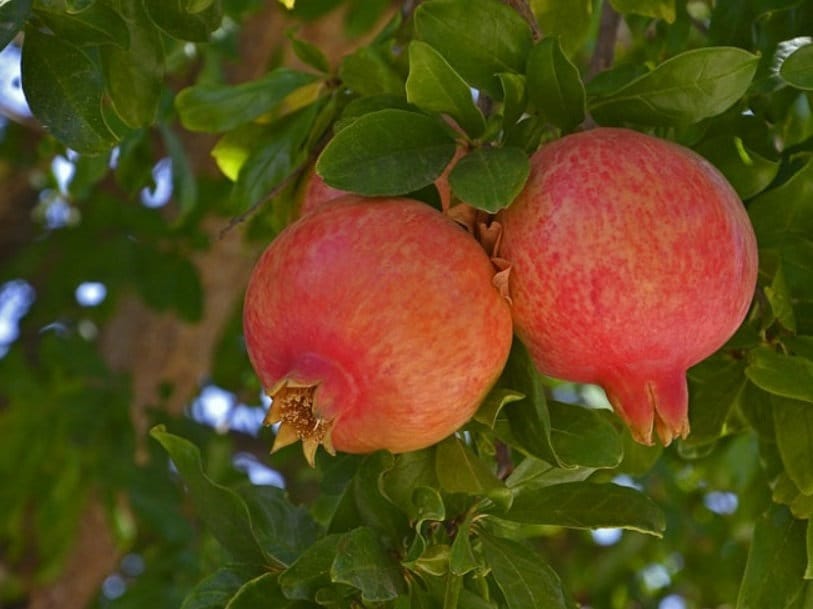 Salavatski pomegranate tree with lush green foliage, grown by Florida Plants Nursery, ready for planting in a garden or landscape.