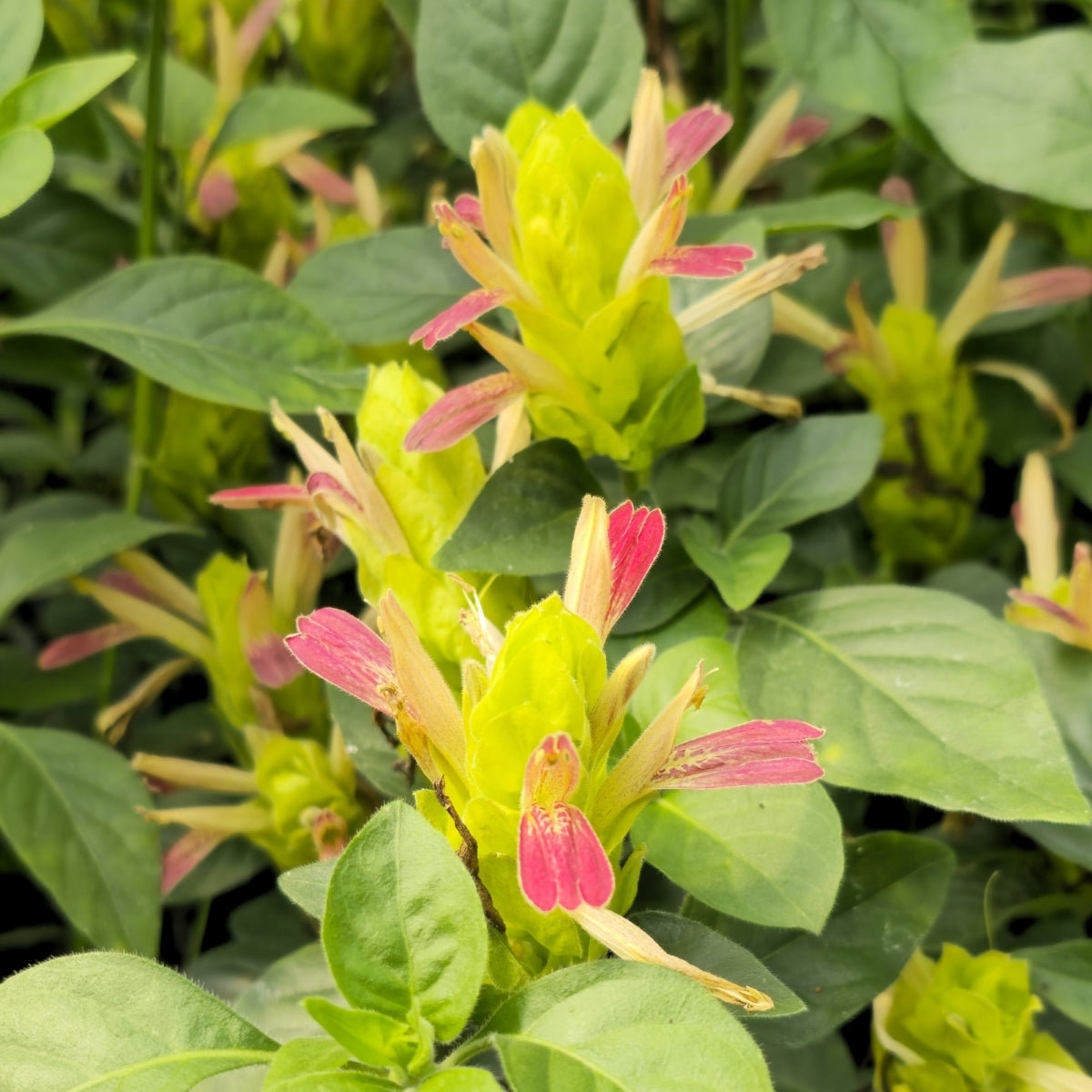Three vibrant Shrimp Plant ‘Fruit Cocktail’ from Florida Plants Nursery, showcasing lush foliage and colorful flower clusters.