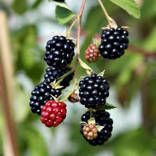 Triple Crown Blackberry plant from Florida Plants Nursery with lush green leaves and ripe blackberries on healthy canes.