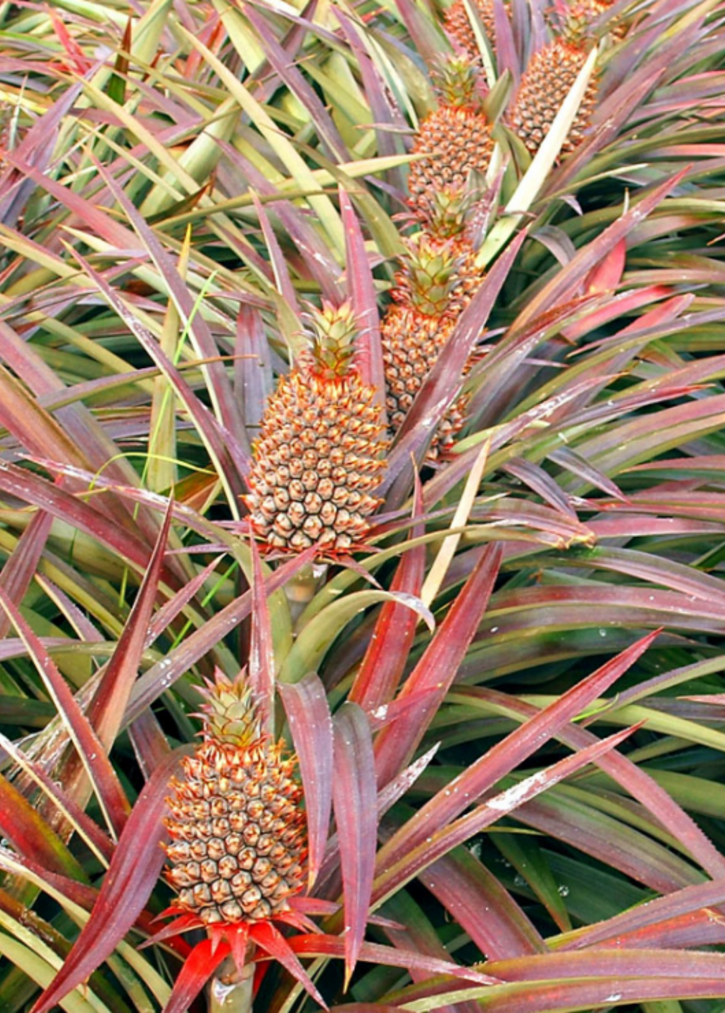 Pineapple 'Florida Special' fruiting plant by Sow Exotic with vibrant green leaves and developing pineapple fruit.