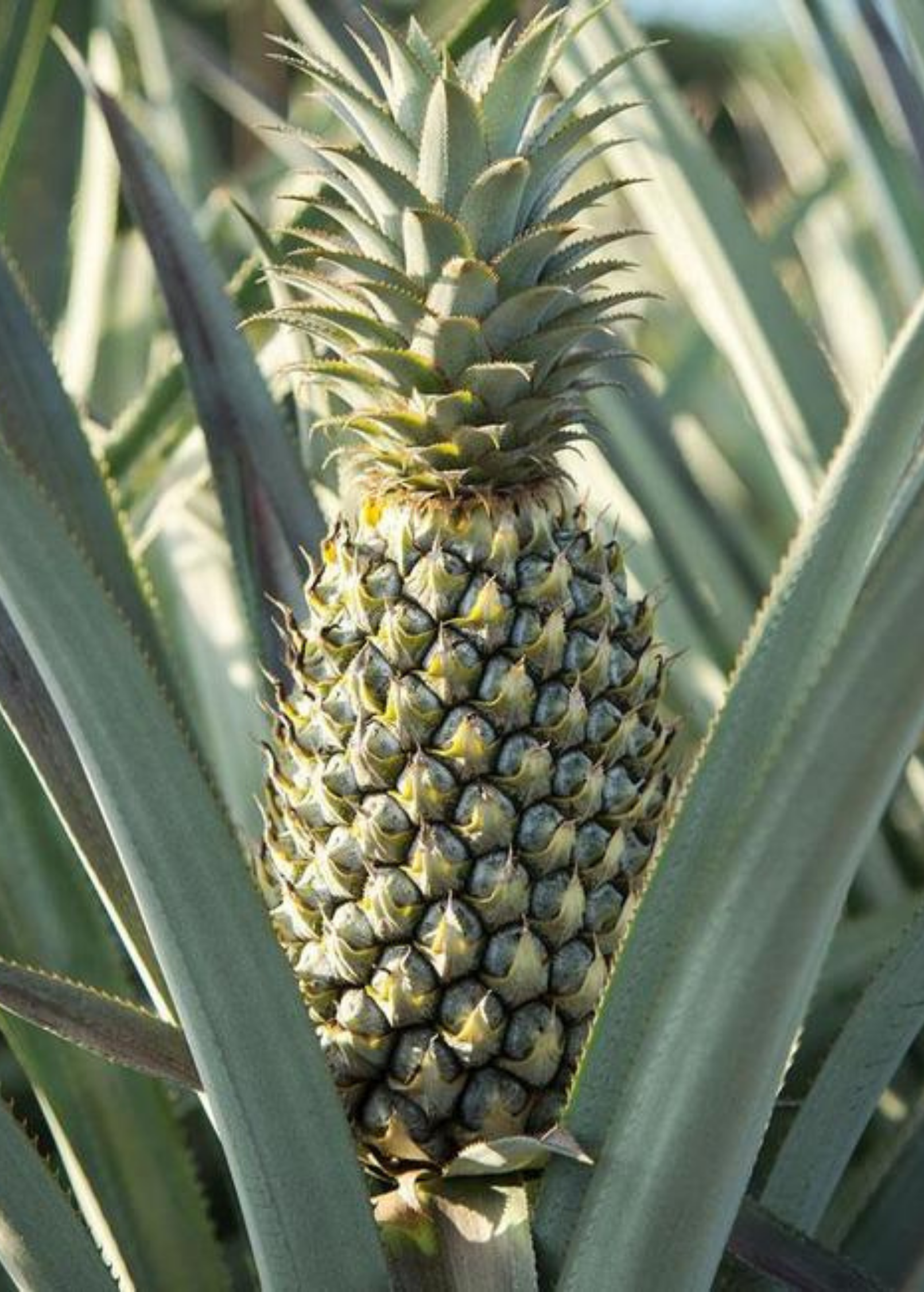 Spineless Pineapple 'Florida Special' fruiting plant by Sow Exotic with lush green leaves and developing pineapple fruits.