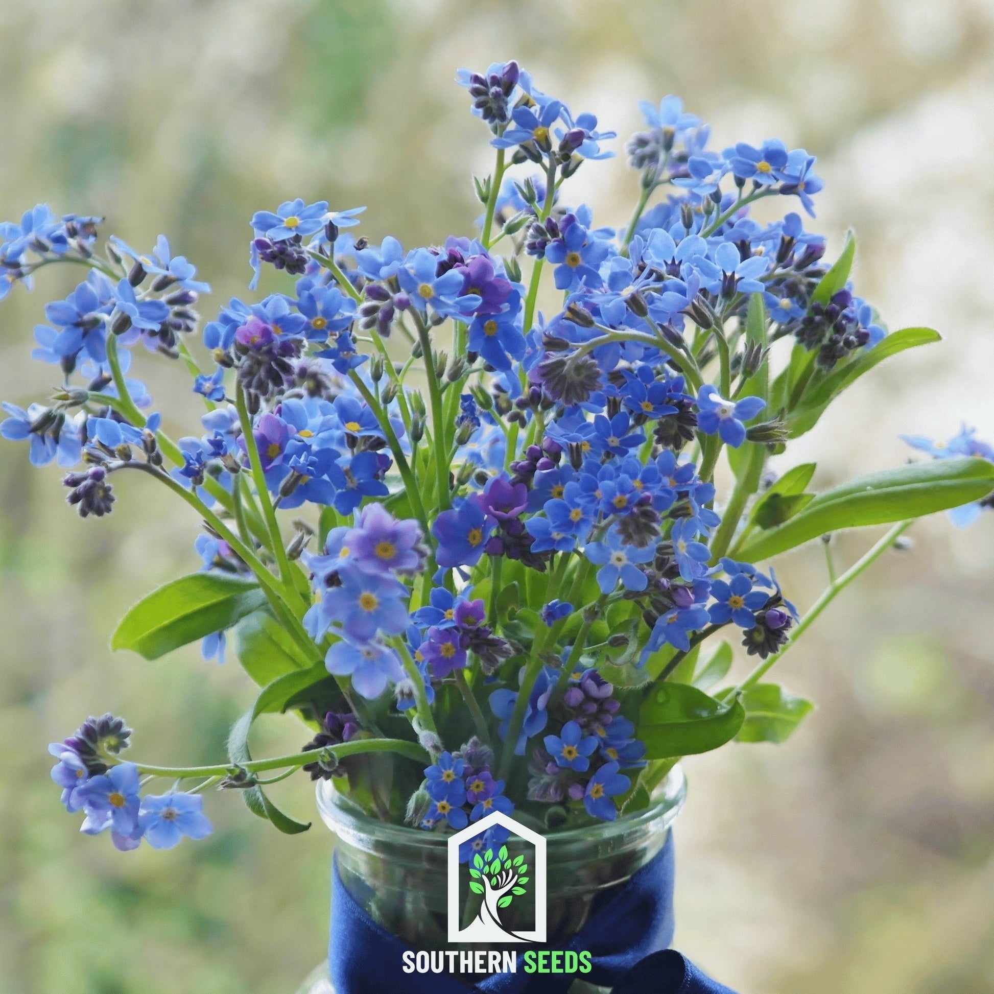 Forget Me Not Southern Seeds, 100 seeds of Myosotis sylvatica, small blue flowers shown in the image.