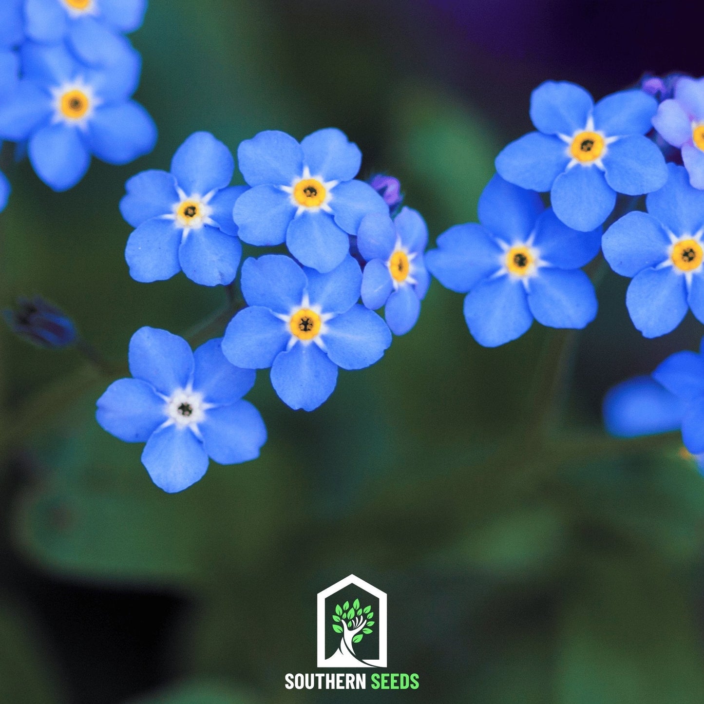 Forget Me Not seeds by Southern Seeds, showing a packet of 100 small flower seeds for planting and gardening.