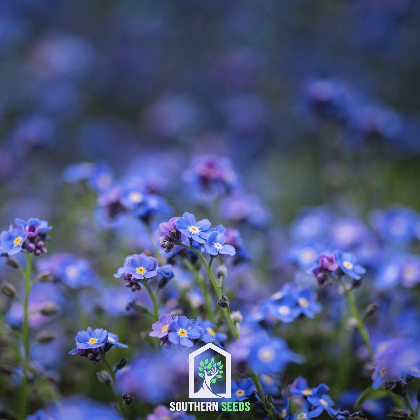 Forget Me Not flower seeds from Southern Seeds, showing small blue Forget Me Not (Myosotis sylvatica) seeds in a clear container.