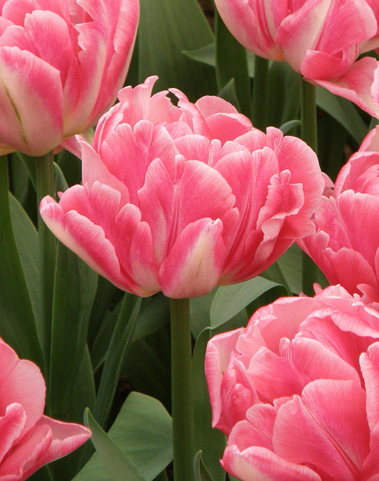 BloomingBulb Foxtrot Paris Double Early Tulip bulbs, showing vibrant double pink and white tulip flowers ready for planting.