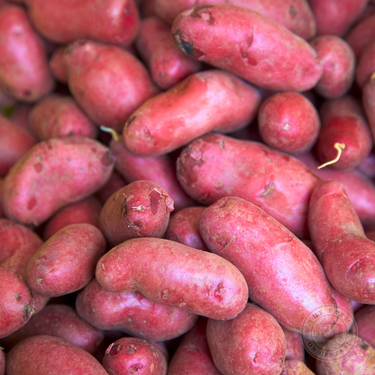 Fresh French Fingerling potatoes from The Farm On Central, showcasing small, elongated tubers with smooth skin and natural color.
