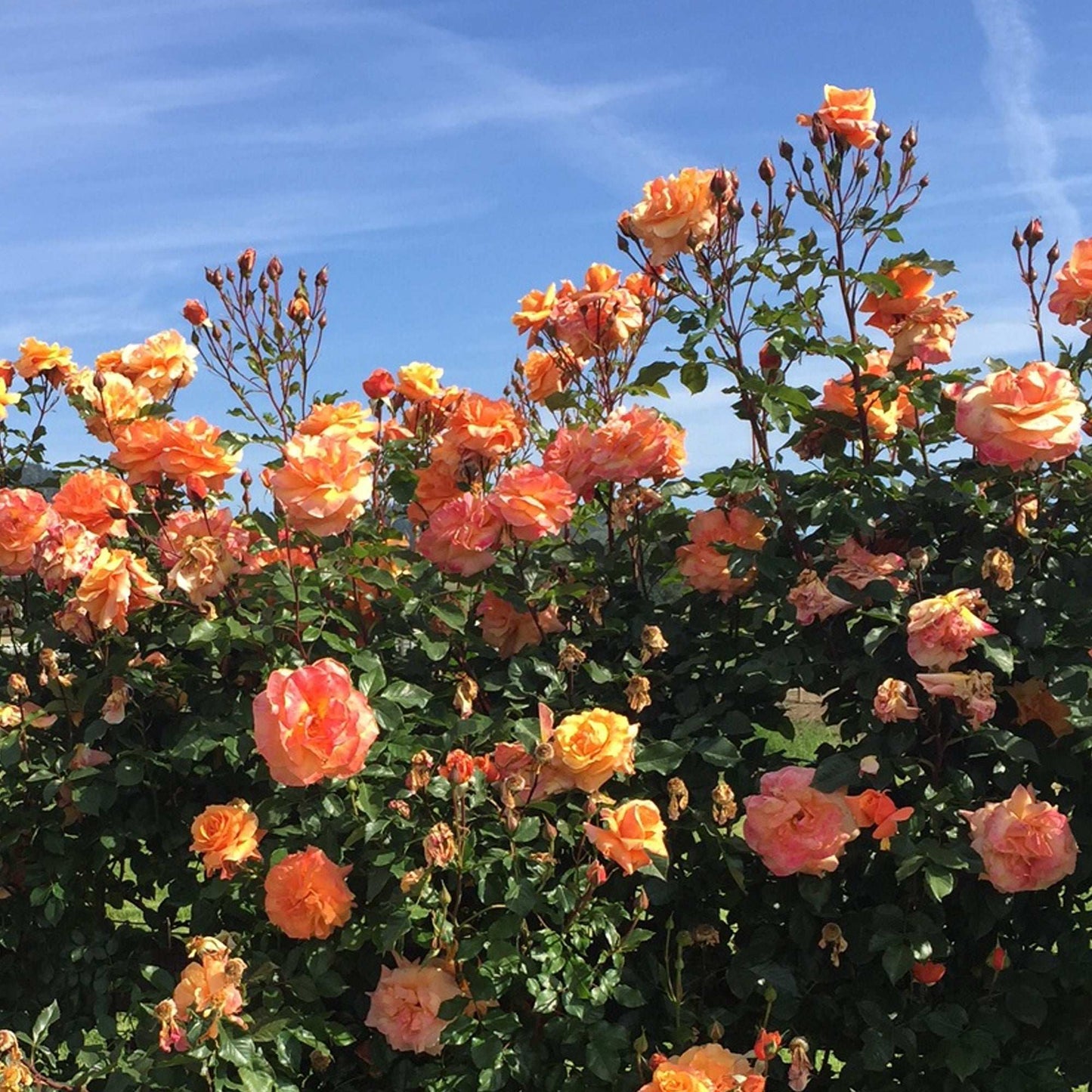 Orange flowering Arborose Tangerine Skies climbing rose plant in 1.5-gallon pot, with vibrant blooms and lush green foliage.