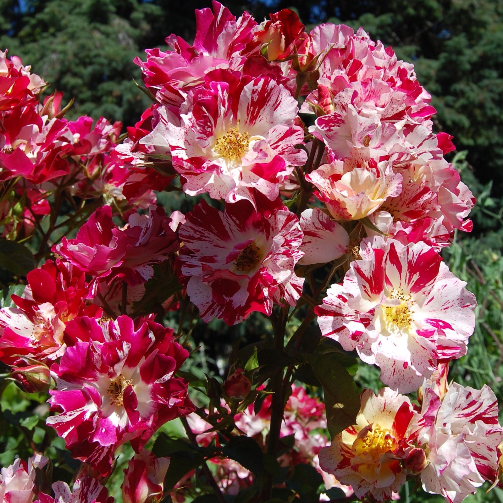 Fourth of July Climbing Rose plant in a 1.5-gallon pot by Fresh Garden Living, showcasing vibrant red, white, and blue blooms.