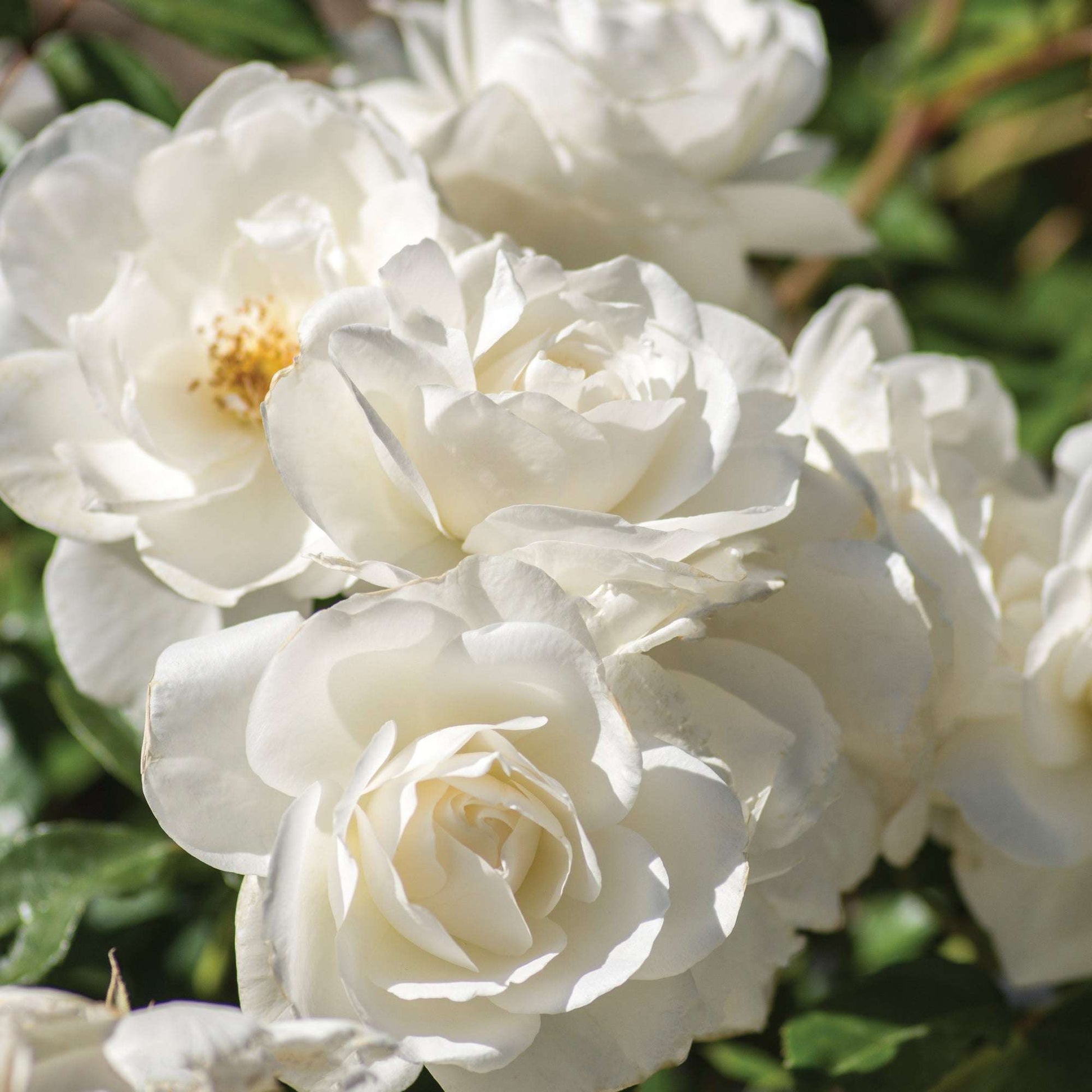 Iceberg Climbing Rose plant in a 1.5-gallon pot, fresh garden climbing rose with lush green foliage and blooming white flowers.
