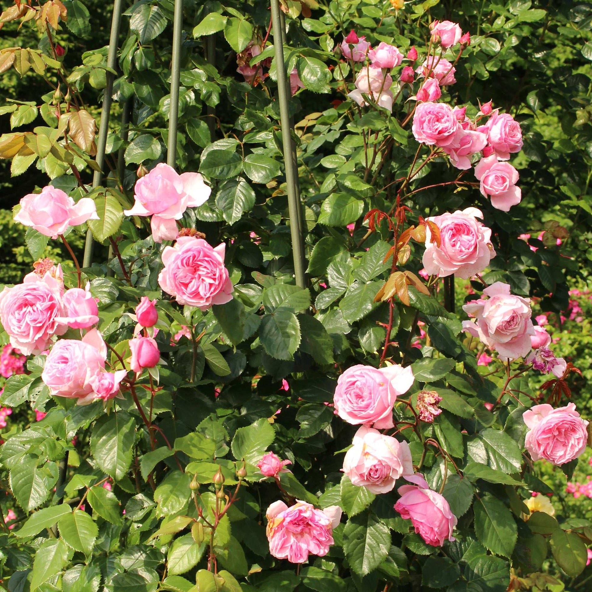 Kiss Me Kate climbing rose plant by Fresh Garden Living with vibrant pink blooms and green foliage on a garden trellis.