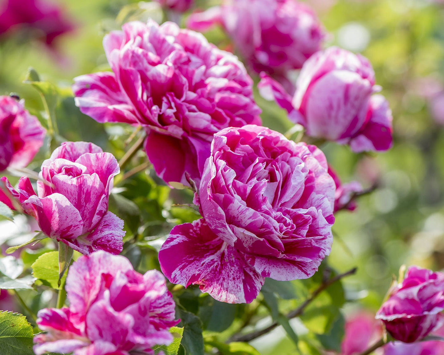 Raspberry Cream Twirl climbing rose plant in a 1.5-gallon pot by Fresh Garden Living, showcasing vibrant rose blooms and green foliage.