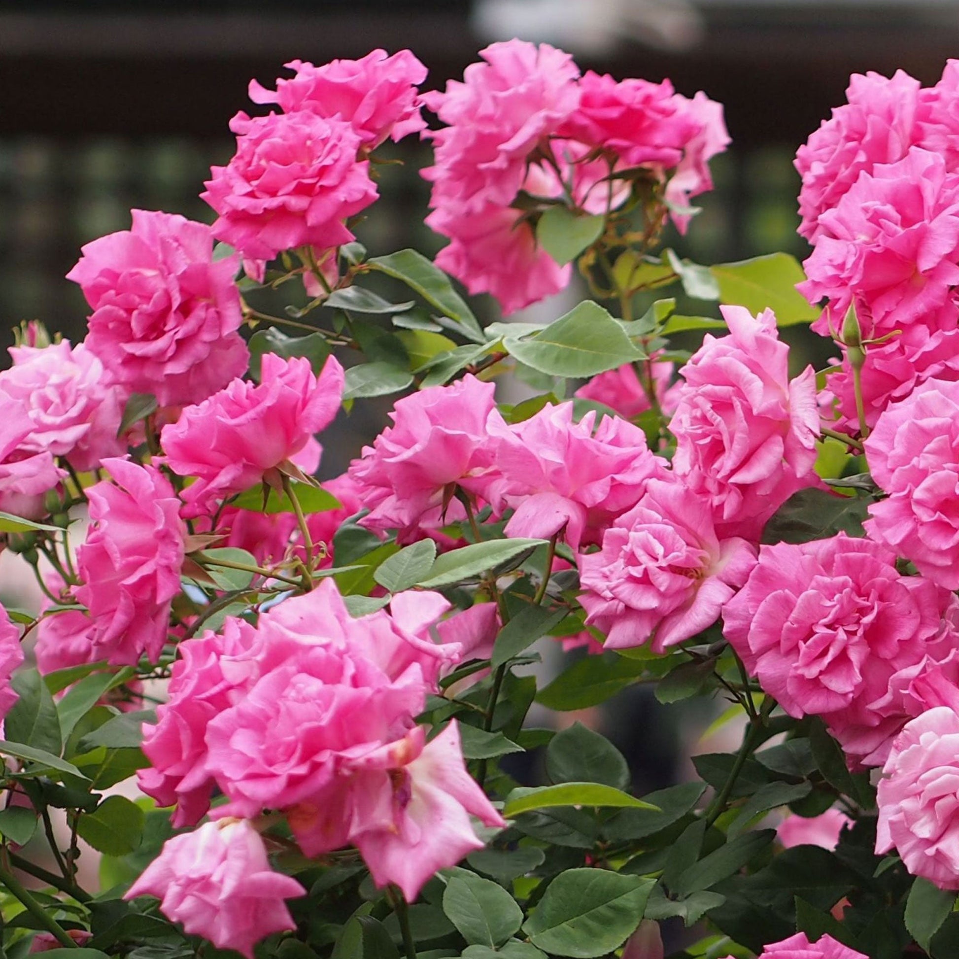 Fresh Garden Living Zephirine Drouhin climbing rose plant in a 1.5-gallon container with vibrant pink blooms and lush green foliage.