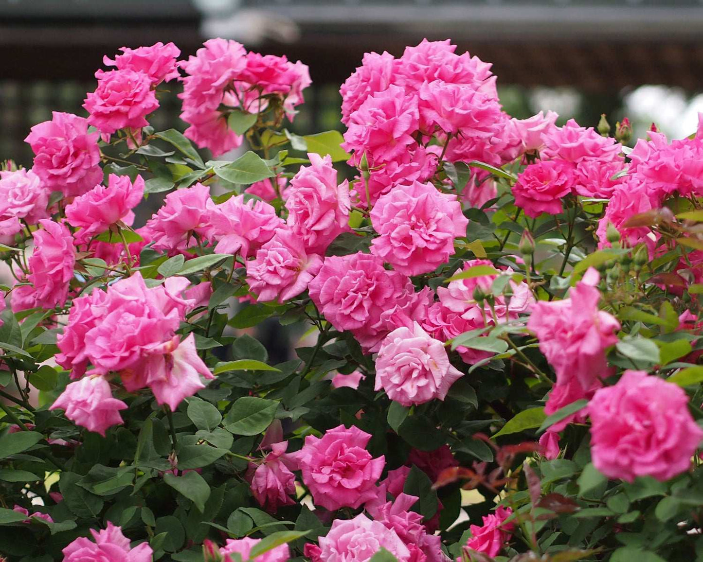 Fresh Garden Living Zephirine Drouhin climbing rose plant in a 1.5-gallon container, showcasing vibrant pink blooms and lush green foliage.