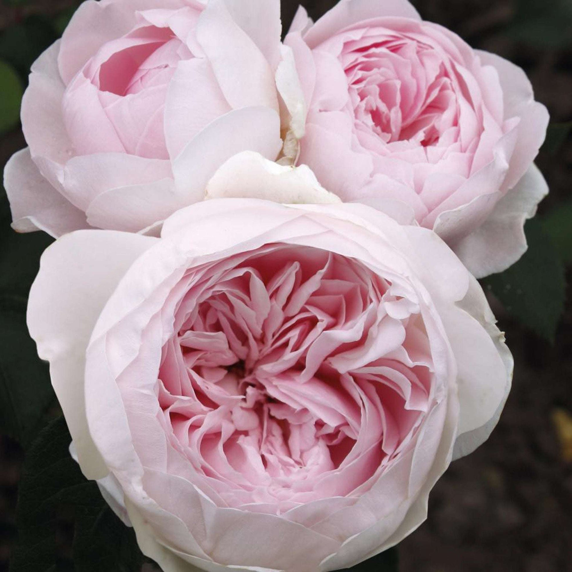 Fresh Garden Living Earth Angel Rose Plant in a 1.5-gallon pot, showcasing vibrant blooms and healthy green foliage.