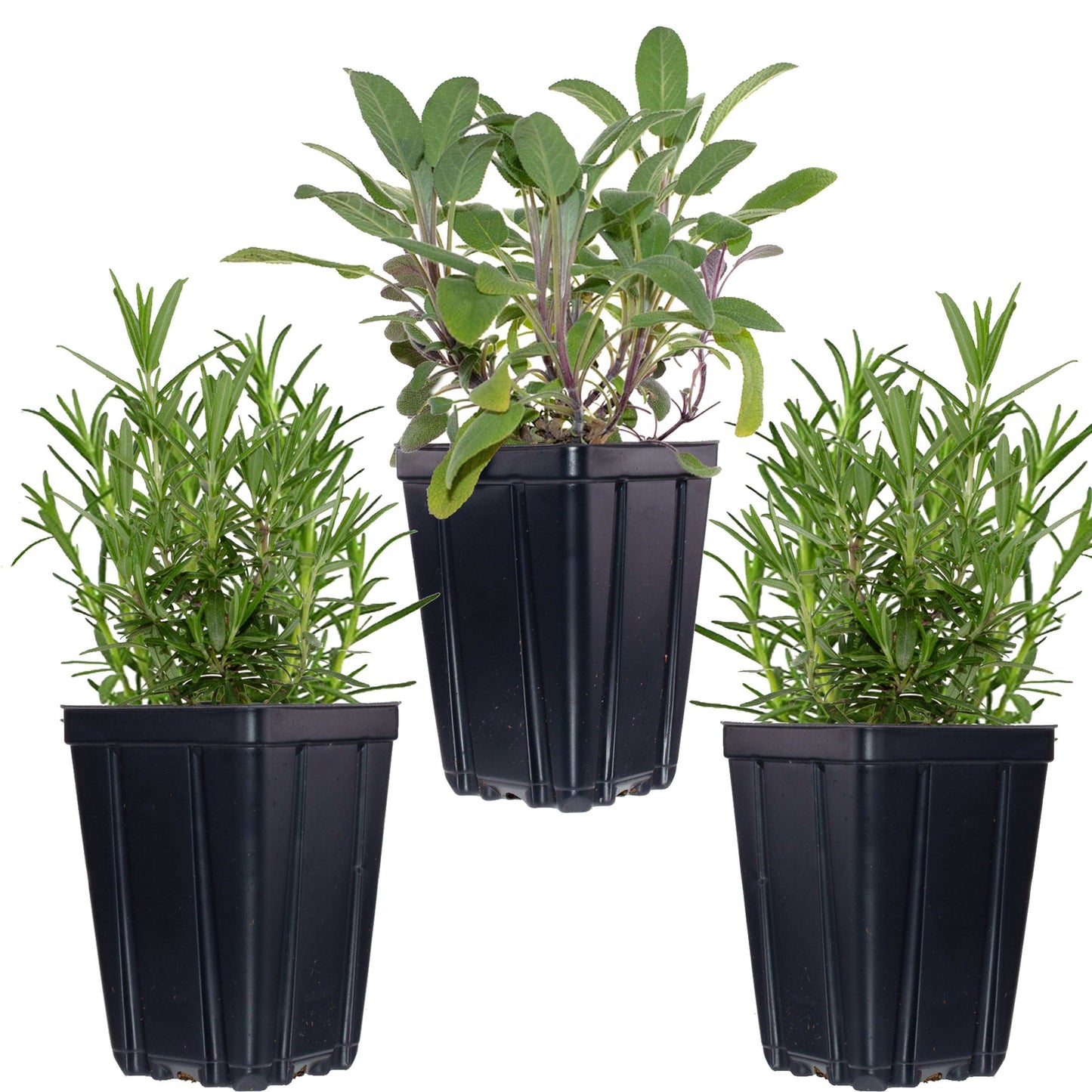 Fresh Garden Living herb plant collection featuring rosemary and sage in quart pots, perfect for fragrant herb gardening.