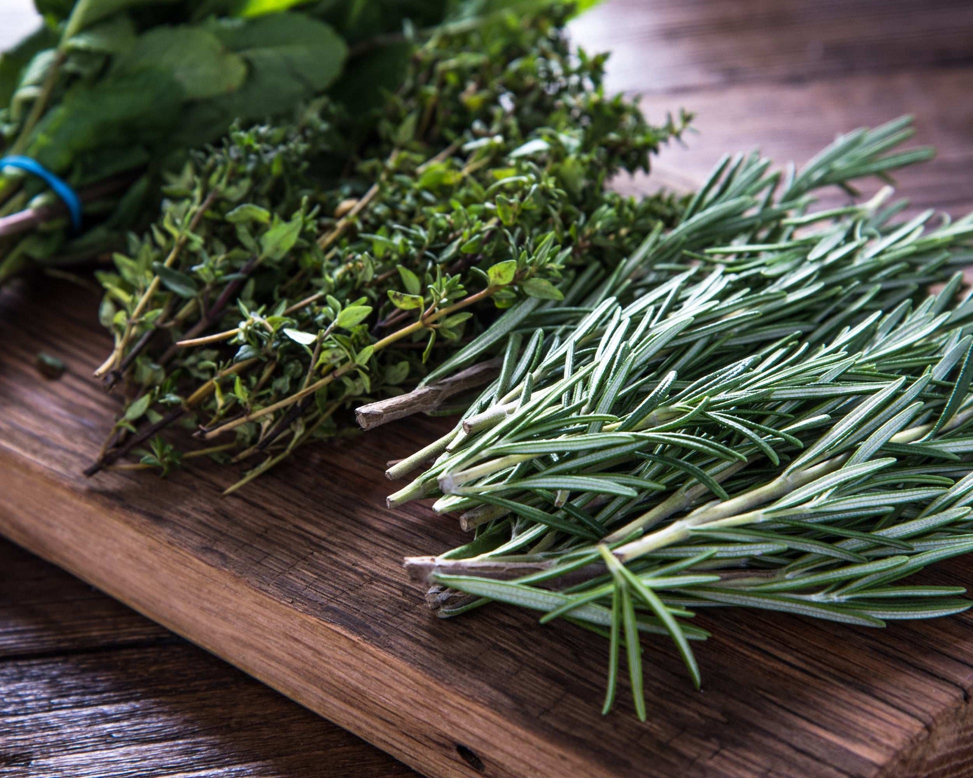Fresh Garden Living fragrant herb plants collection with rosemary and sage in quart pots, ready for kitchen gardening.