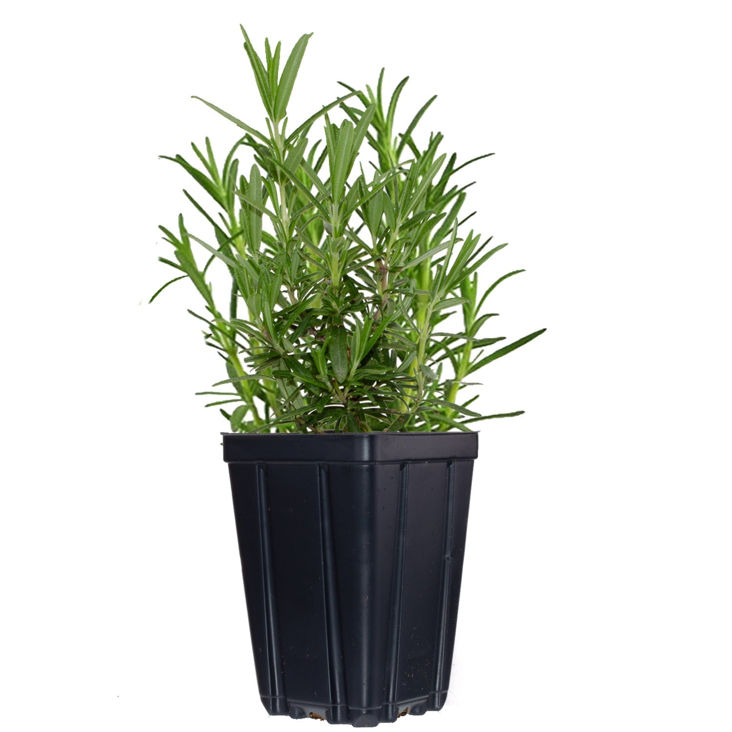 Herbs de Provence plant collection with rosemary, lavender, thyme, and sage in 4-quart pots from Fresh Garden Living.
