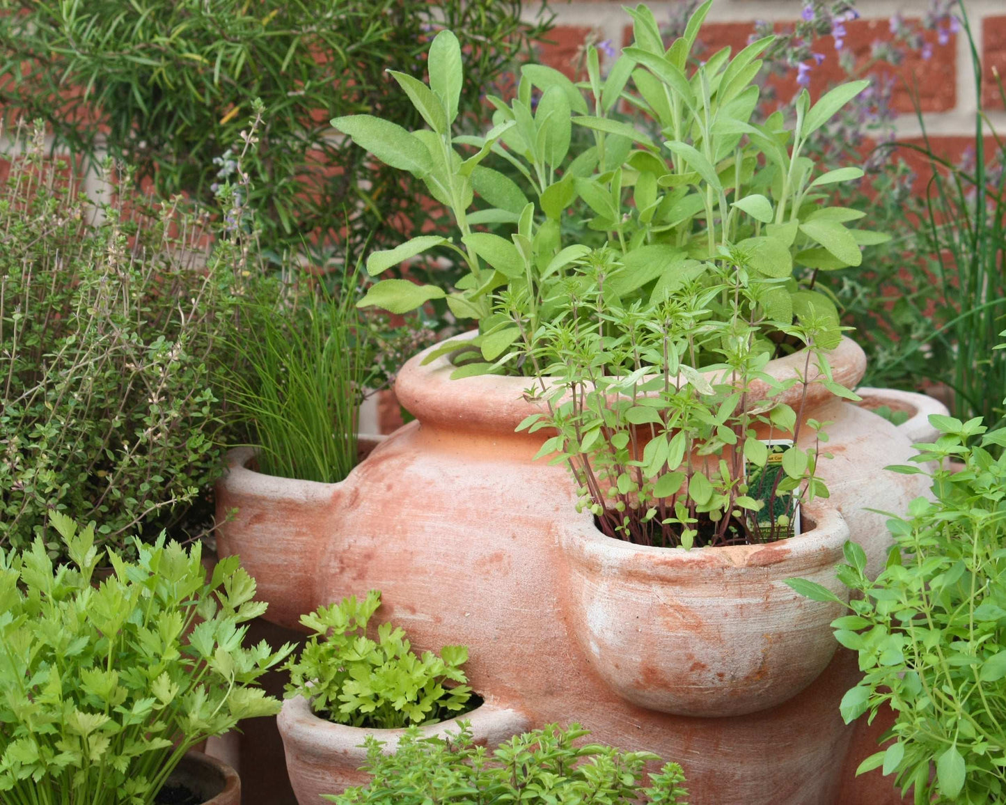 Fresh Garden Living kitchen herb plant collection with rosemary, oregano, and thyme in quart pots, ready for indoor or outdoor use.