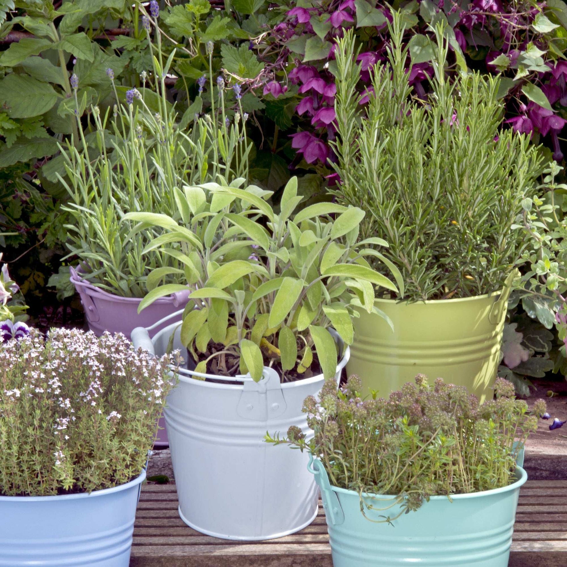 Set of 4 Fresh Garden Living rosemary herb plants in natural quart pots, ideal for culinary use or garden display.