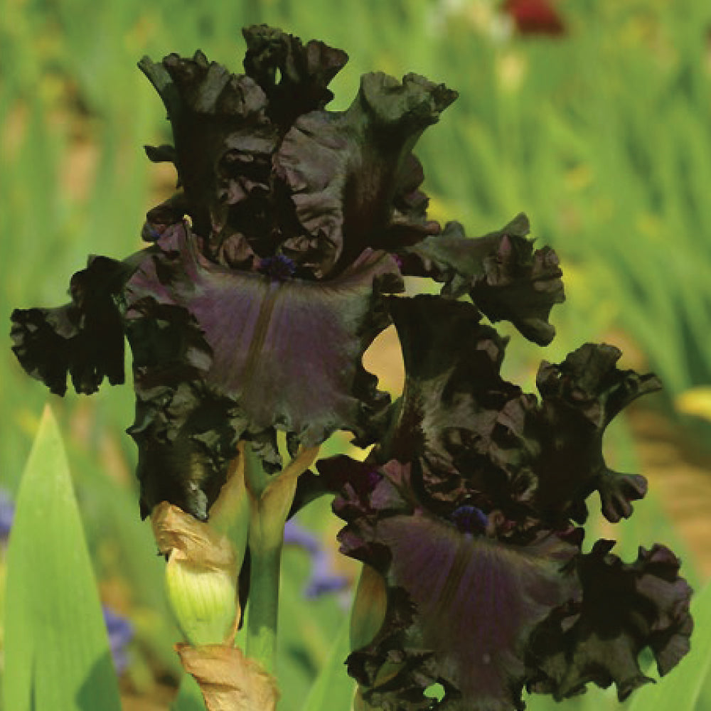 All Night Long fragrant iris plant in a potted quart container, showcasing vibrant iris flowers and lush green foliage.