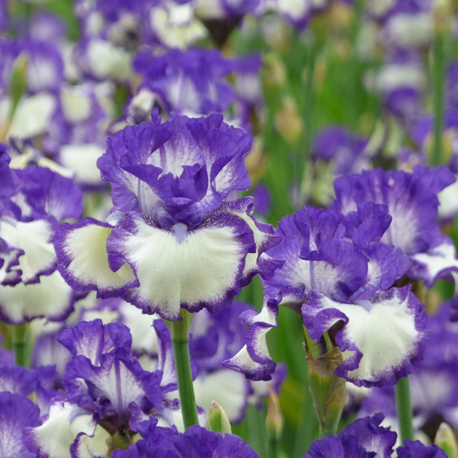 Fresh Garden Living bi-color iris plant in a quart container, showcasing fragrant blooms and vibrant foliage.