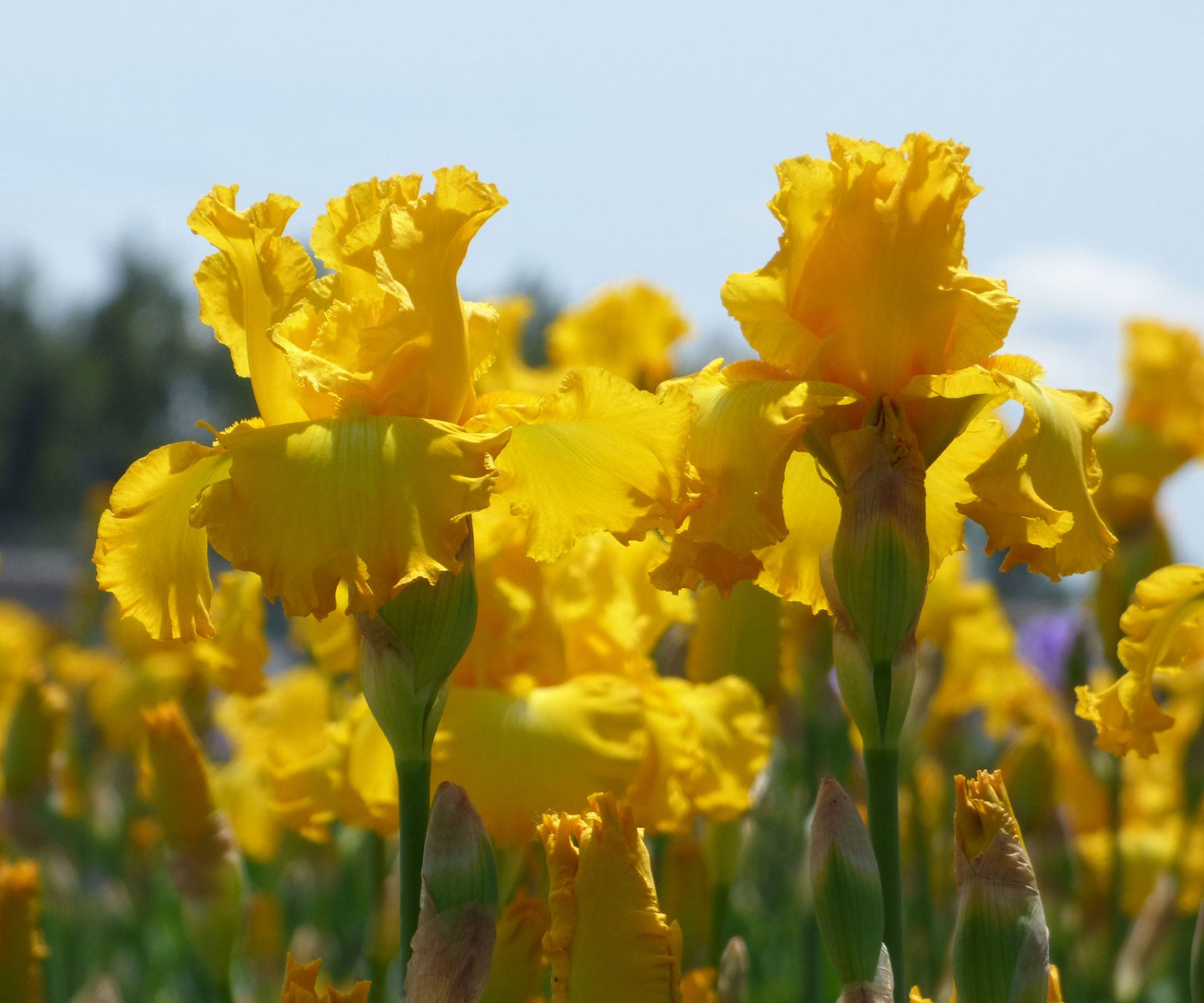 Bi-color Iris plant in a quart pot with fragrant blooms, from Fresh Garden Living, showcasing vibrant petals and lush foliage.
