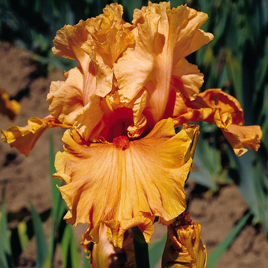 Fresh Garden Living Cordoba Iris plant in a quart container, showcasing vibrant purple flowers and lush green foliage.