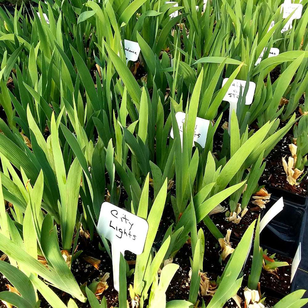 Bearded Iris plant with fragrant blooms in a 1-quart pot, featuring vibrant flowers and lush green foliage.