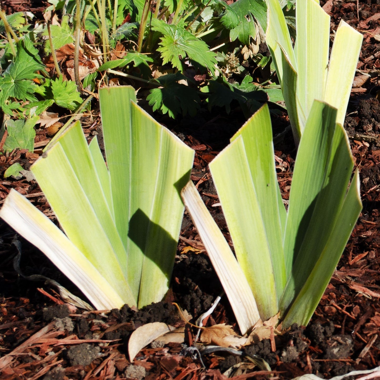 Fresh Garden Living Feel The Thunder fragrant iris plant in a potted quart container, showcasing vibrant blooms and lush green foliage.
