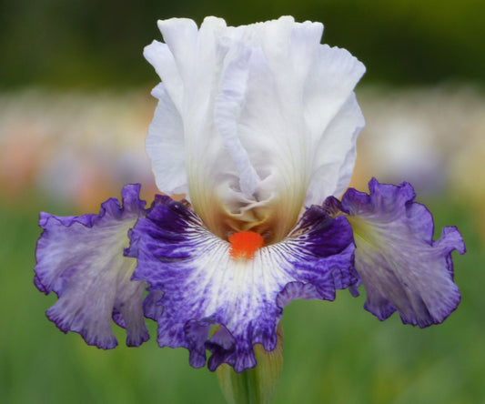 Bearded Iris plant in a quart pot, Gypsy Lord variety, from Fresh Garden Living, with vibrant purple flowers and green foliage.