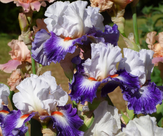 Fresh Garden Living Gypsy Lord bearded iris plant in a quart pot, showcasing vibrant flowers and lush foliage.