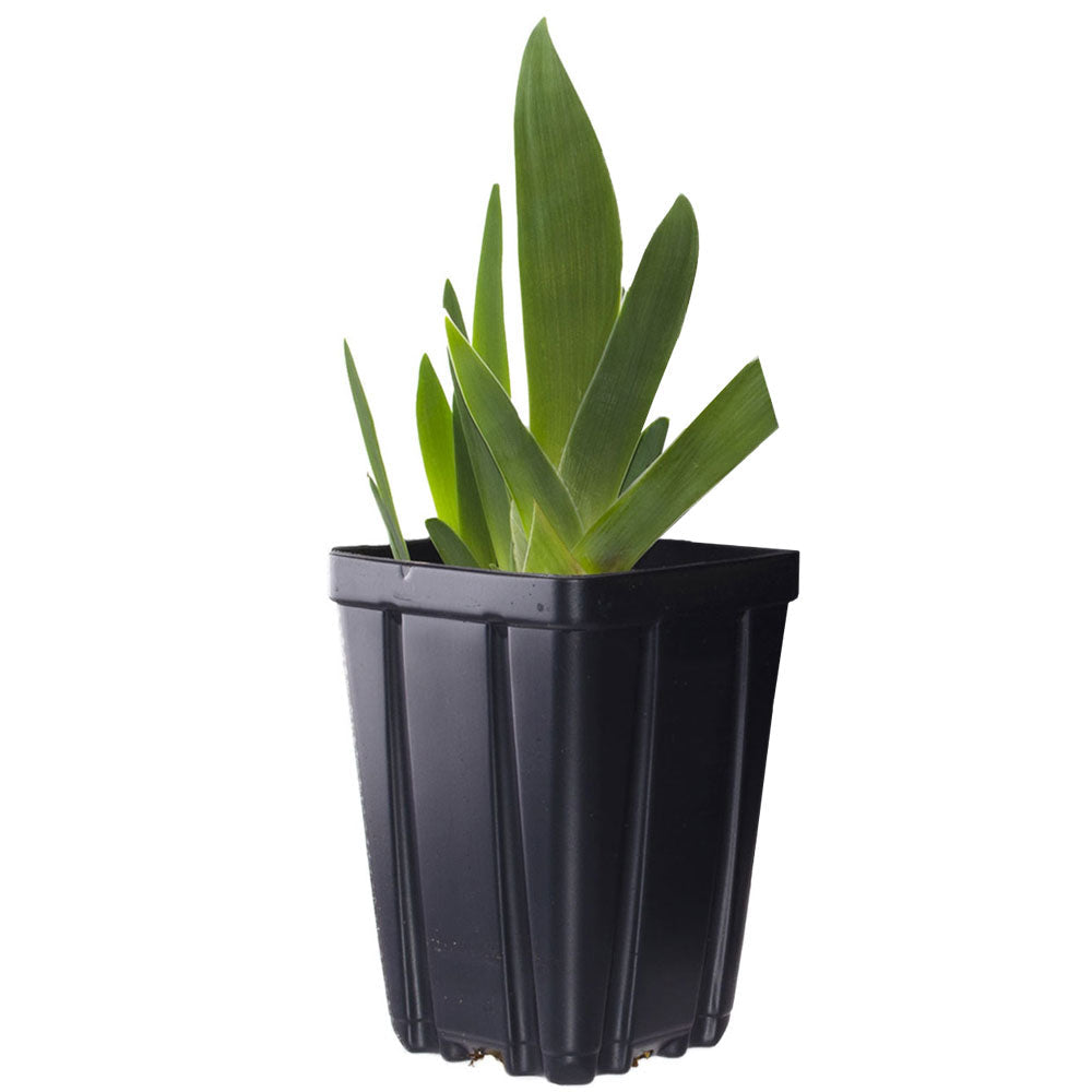 Fresh Garden Living Gypsy Lord Bearded Iris plant in a quart pot, showcasing vibrant purple blooms and lush green foliage.