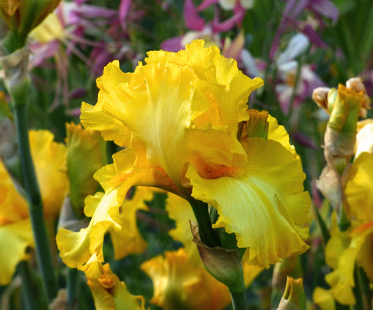 Fresh Garden Living Picasso Moon Bearded Iris plant in a quart container, showcasing vibrant purple blooms and lush foliage.