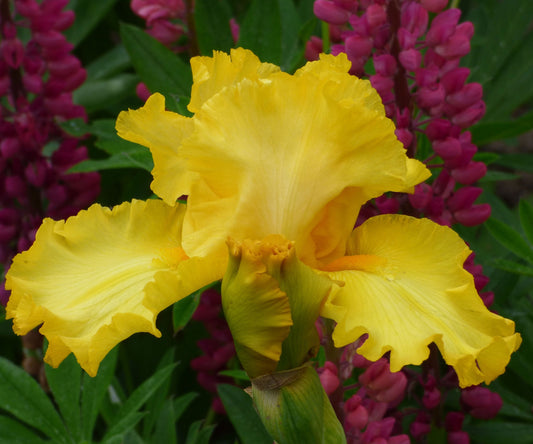 Fresh Garden Living Picasso Moon Bearded Iris plant in a quart container, showcasing vibrant blooms and lush foliage.