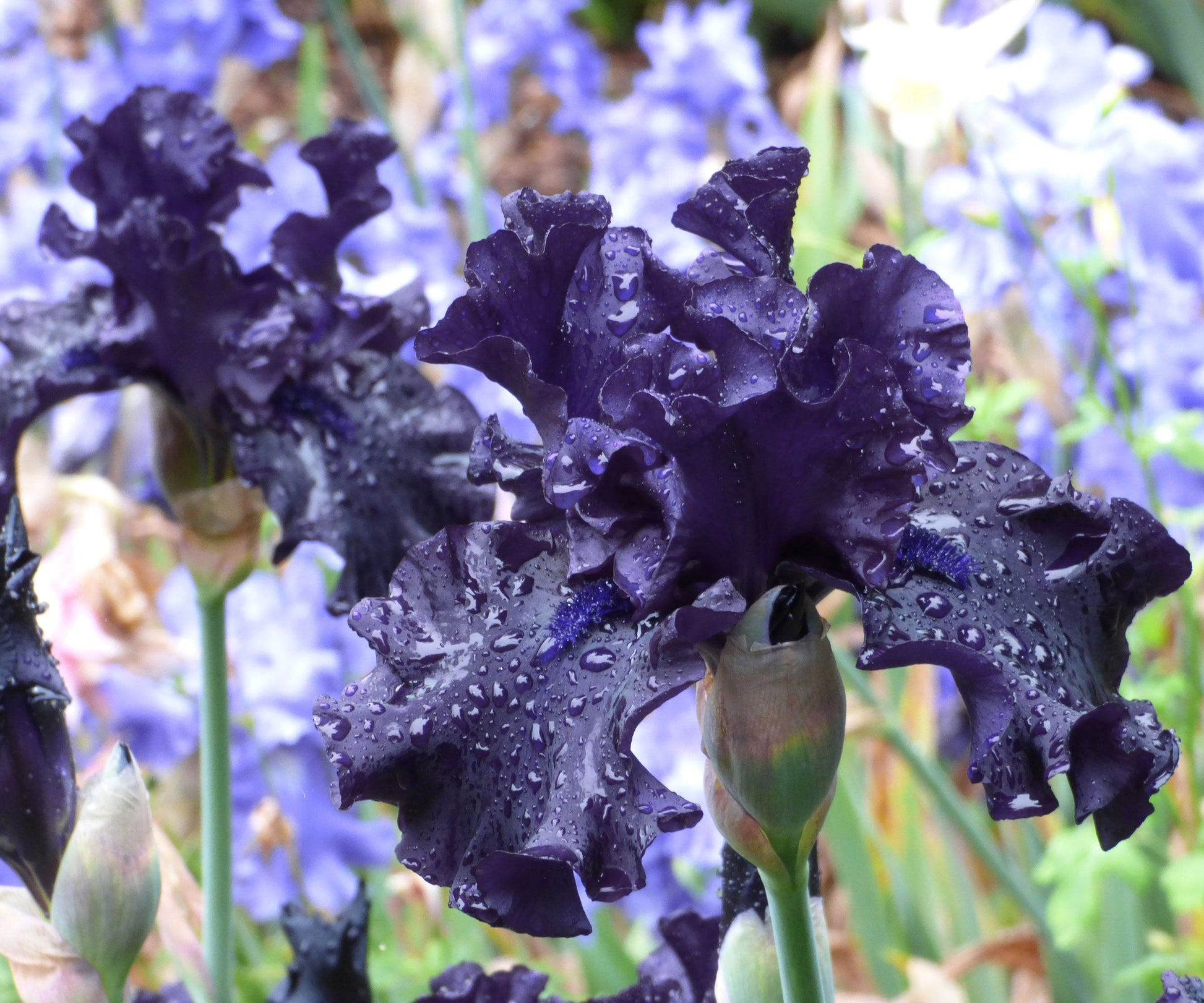 Black iris plant called Raven Girl in a quart-sized pot from Fresh Garden Living, showcasing its vibrant dark blooms and green foliage.