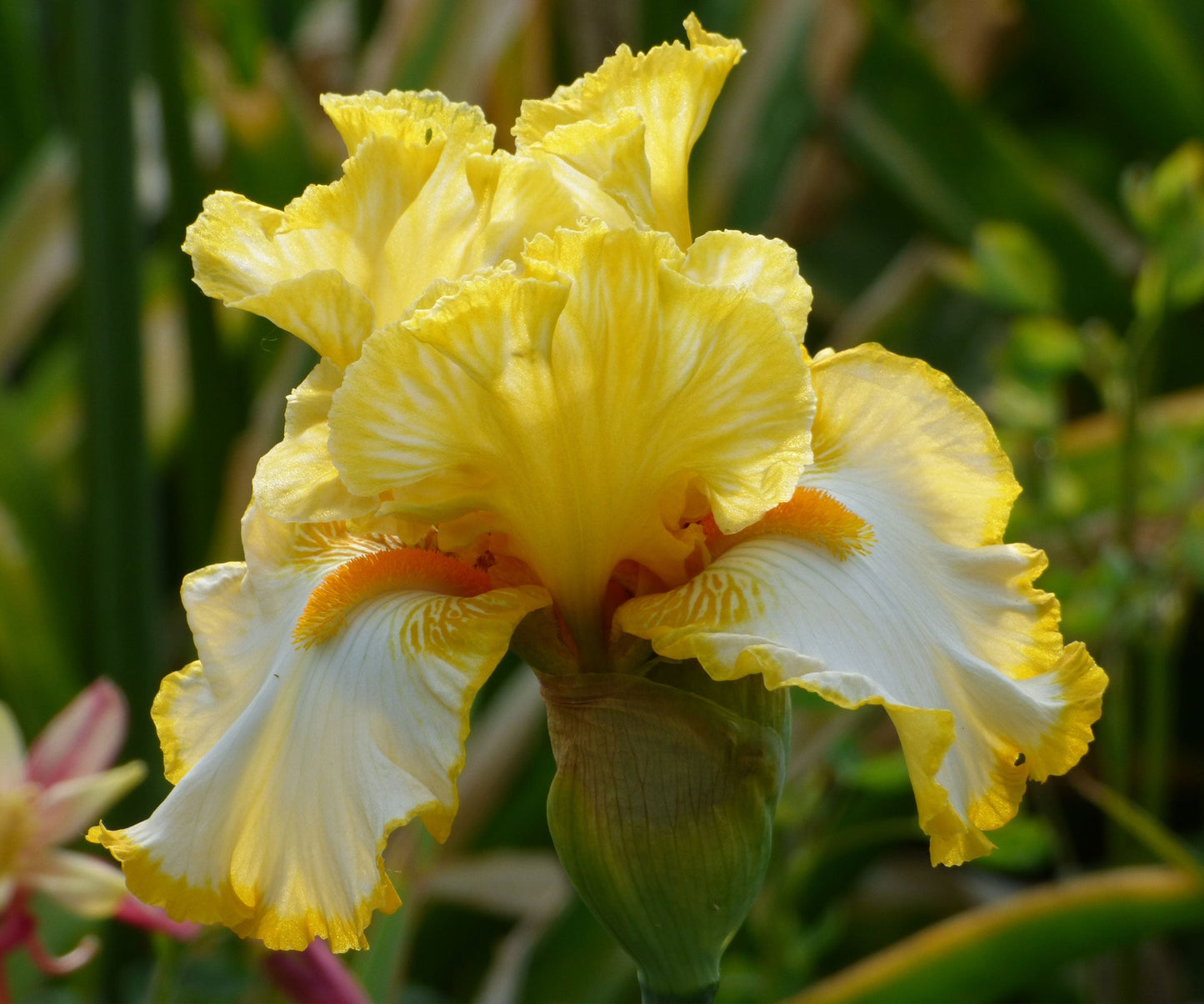 Bearded Iris plant in quart container with vibrant Sunrise Elegy blooms, grown by Fresh Garden Living.