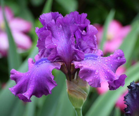 Fresh Garden Living Swingtown Fragrant Bearded Iris plant in quart container, showcasing vibrant iris flowers and lush foliage.