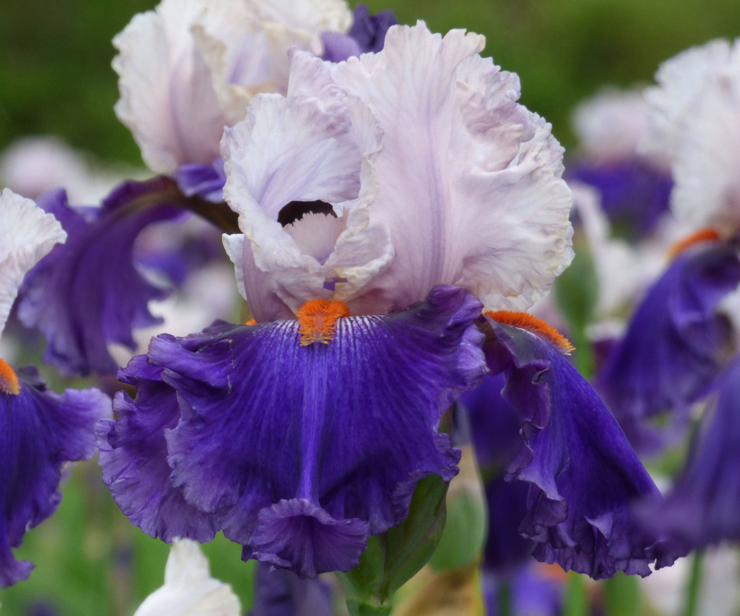 Fresh Garden Living You Grow Girl fragrant bearded iris plant in quart container, showcasing vibrant blooms and lush foliage.